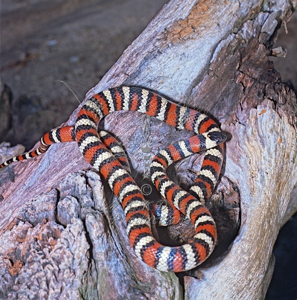 Scarlet King Snake - USA - ANIMALS