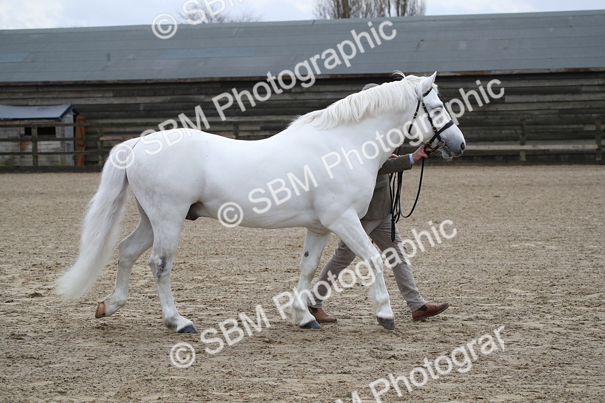 SBM_004020 - Class 1-4 - Young Stock classes Inc. In Hand Championship