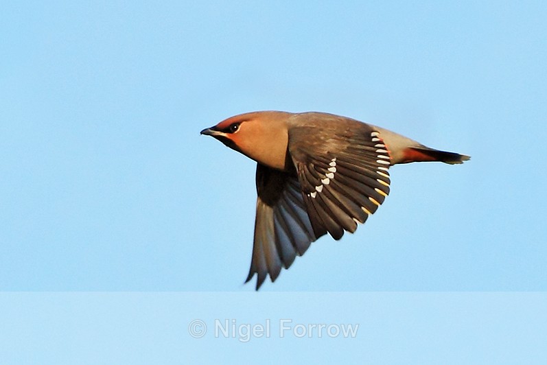 Waxwing in flight at Bletchley - Waxwing