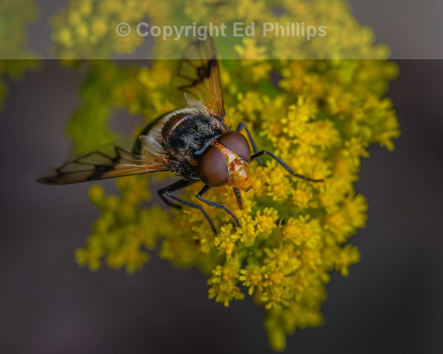 Pellucid Hover Fly