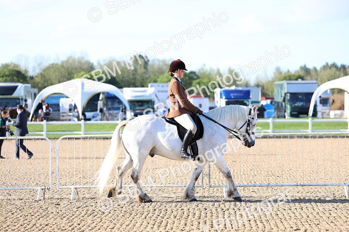 SBM_08708 - Class 302 - Ridden M&M - Large Breeds