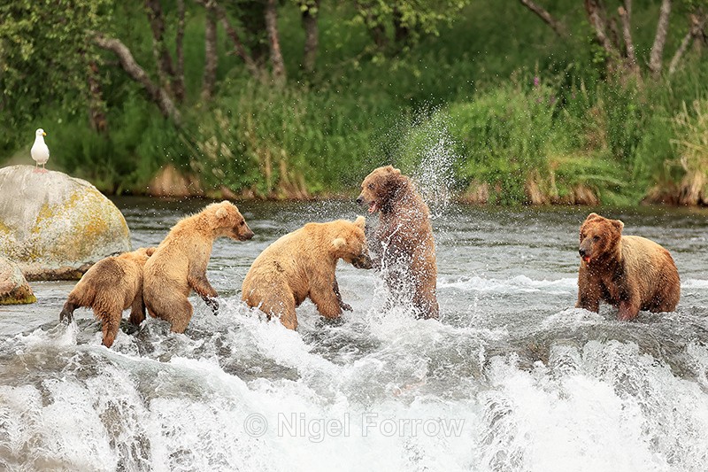 Brown Bear fight over salmon, Brooks Falls, Alaska - Brown Bear