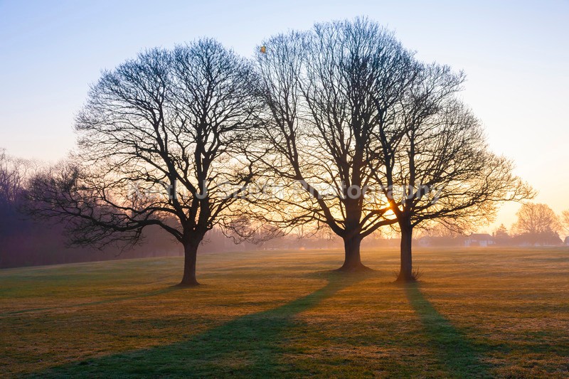 9SKJ2582 - Trees in Abington Park