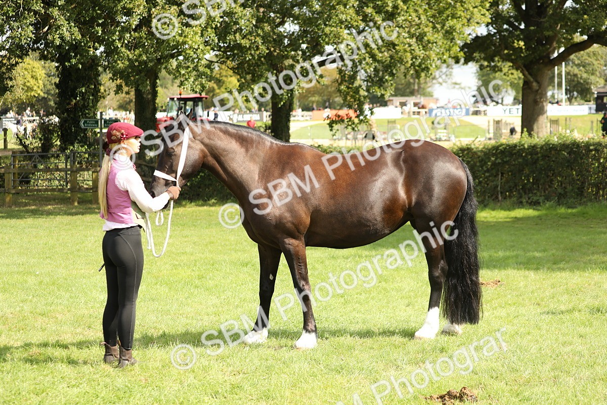 SBM_65453 - S47 - Mountain & Moorland In Hand Large Breeds