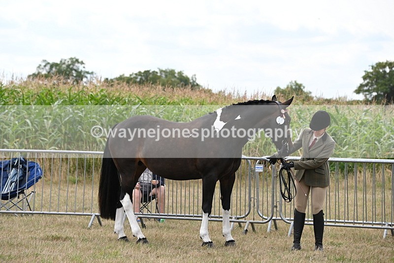 WJ6_6255 - Class 19 In-hand Veterans (Uploaded correct folder)
