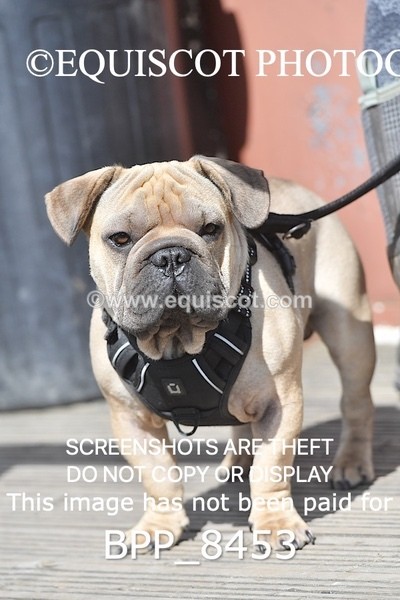BPP_8453 - CLASS 37 SUN 2ND ROUND Equiyd 1.05m Amateur Championship Qualifier