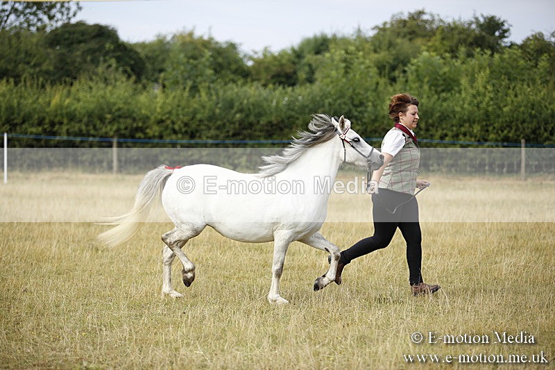 _C7A9218 - BVRC Sow 2018 Ring 2