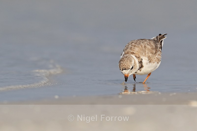 Piping Plover foraging along shoreline, Fort De Soto Park, Florida - Piping Plover