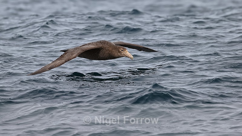 Southern Giant Petrel gliding very low over sea, Falklands - Southern Giant Petrel
