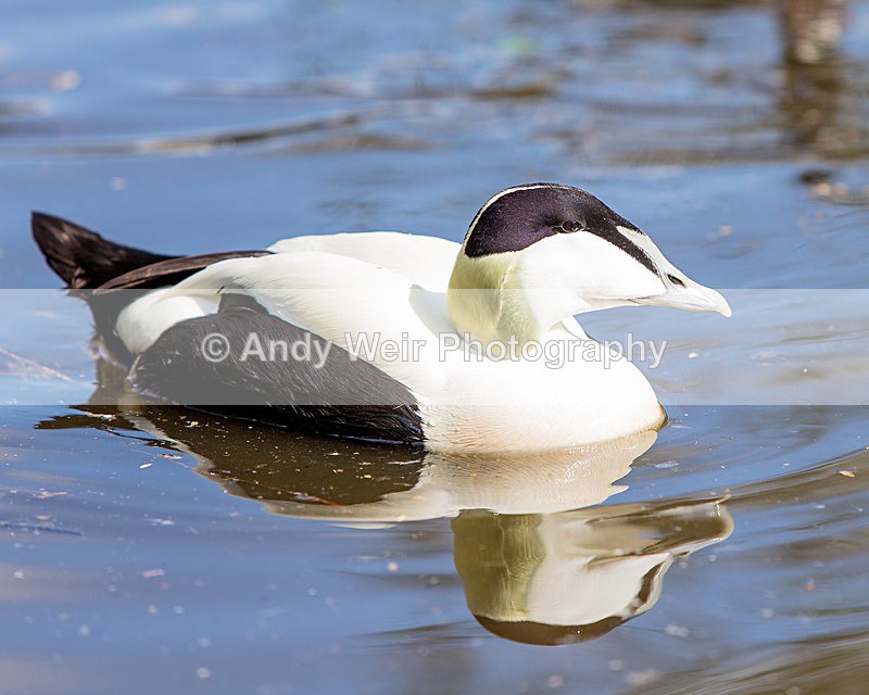 20140419-3K8A0322 - Captive Birds