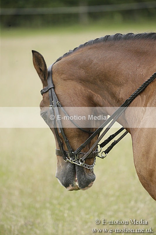 B230619-0288 - Bourne Valley Riding Club Summer Show 23/06/19