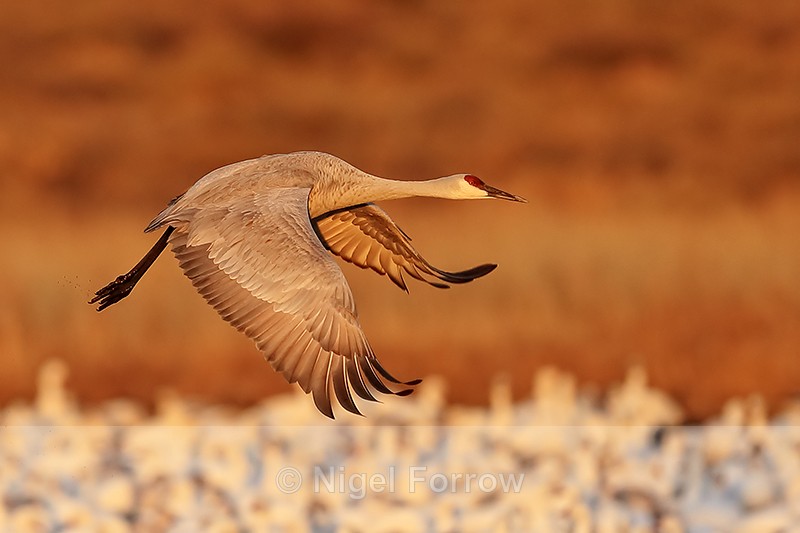 Sandhill Crane flying over geese, Bosque del Apache, New Mexico - Sandhill Crane