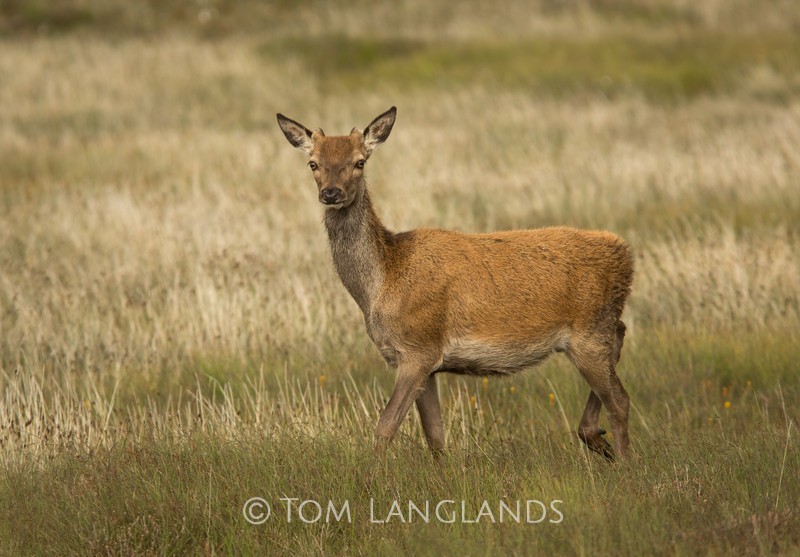 Red Deer - Deer
