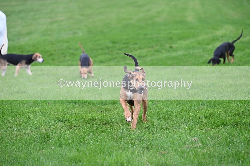 WJ7_8843 - Meet Staff & Hounds