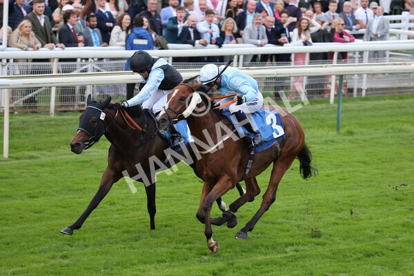 yr24092021r8-14 - Race 8 5.25pm William Hill Build Your Own Odds Apprentice Stakes