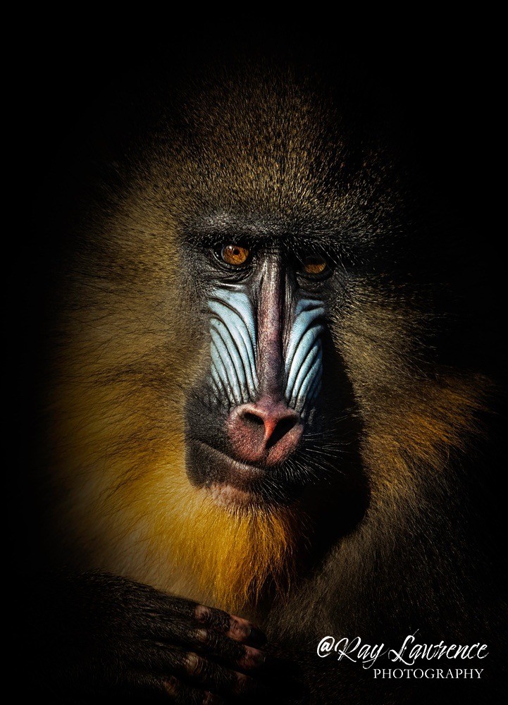 Mandrill-RLP_9837a - Vulnerable and Beyond