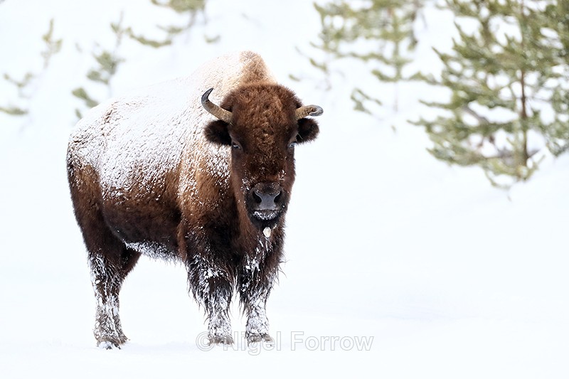 Bison with wonky horns, Yellowstone National Park, Wyoming, USA - Bison