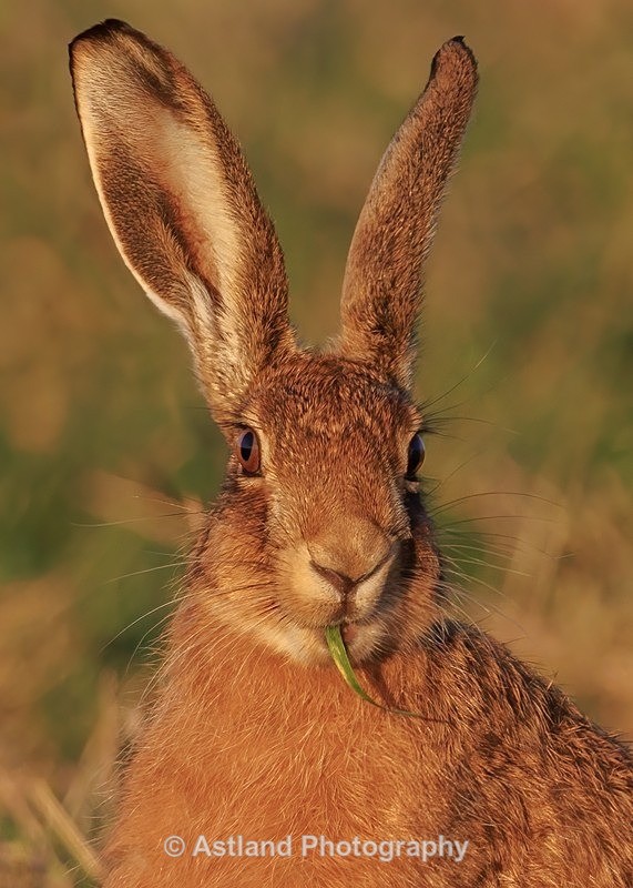 Brown Hare - Latest Images