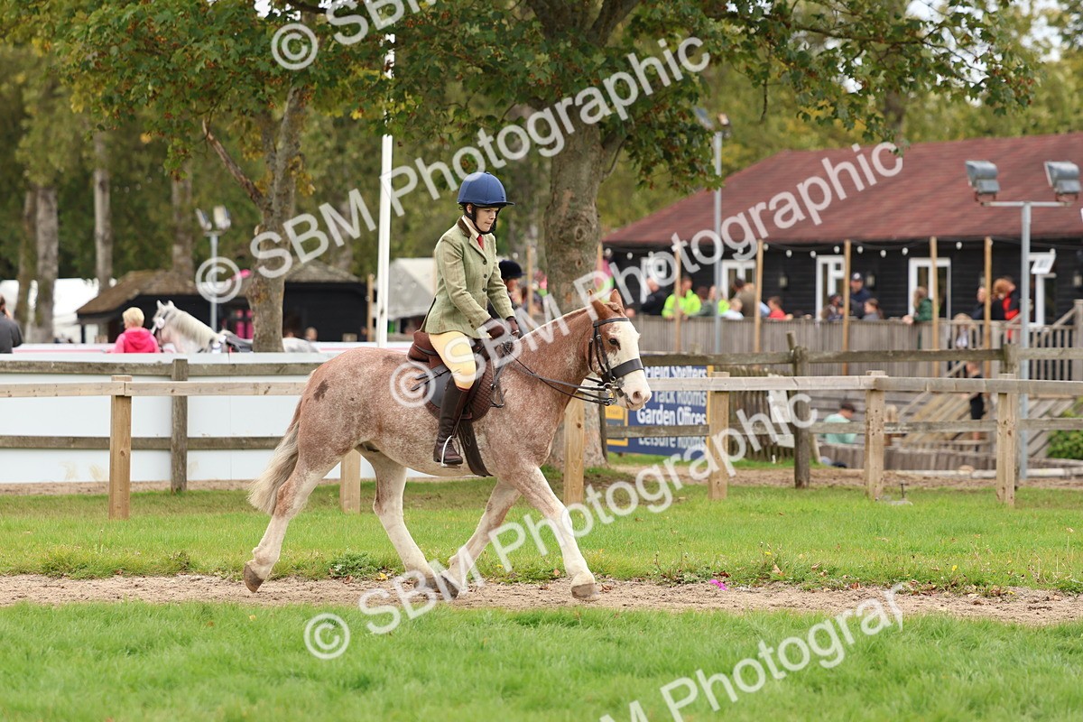SBM_67527 - S60 - Mini Show Cob Ridden