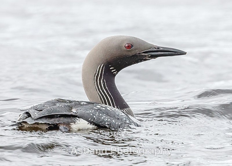 Astland Photography, Bird and Wildlife Images, Susan and Peter Wilson, U.K.