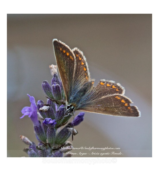 Brown Argus - Invertebrate's Macro