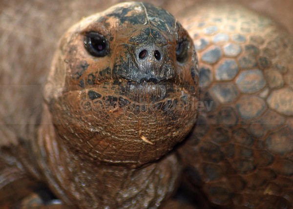 Aldabra Giant Tortoise - Wildlife