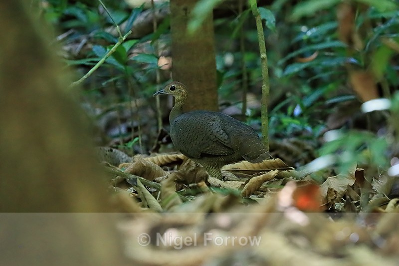 Great Tinamou in forest, Osa Peninsula, Costa Rica - Great Tinamou