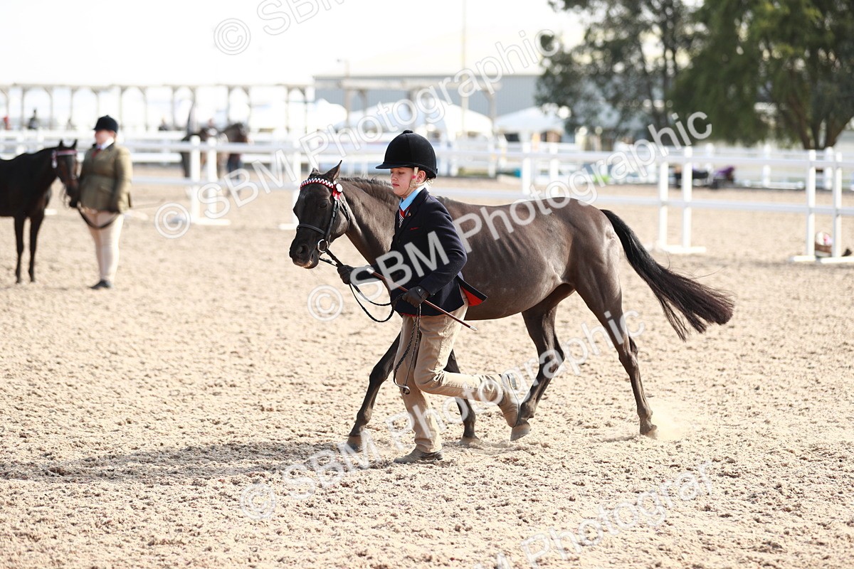 SBM_11087 - Class 205 IH Show Pony/ Show Hunter Pony