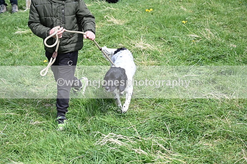 WJ6_9068 - Class 8 Best Working / Gun Dog or Bitch