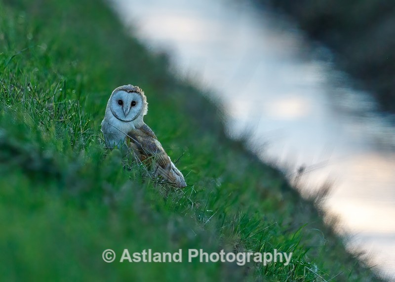 Astland Photography, Bird and Wildlife Images, Susan and Peter Wilson, U.K.