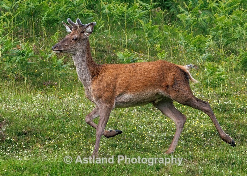 Red Deer - Latest Images