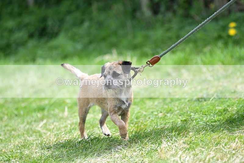 WJ5_0424 - Class 7 Best Terrier