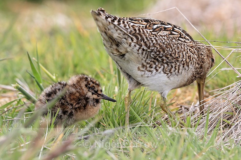 Magellanic Snipe chick and parent, Sea Lion Island, Falklands - Magellanic Snipe