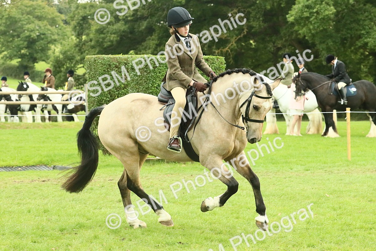 SBM_74006 - S 61 - Show Pony & Show Hunter Pony Ridden