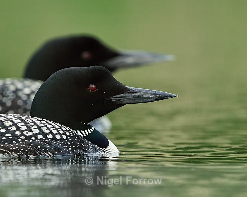 Common Loons, side-by-side, Minnesota - Great Northern Diver