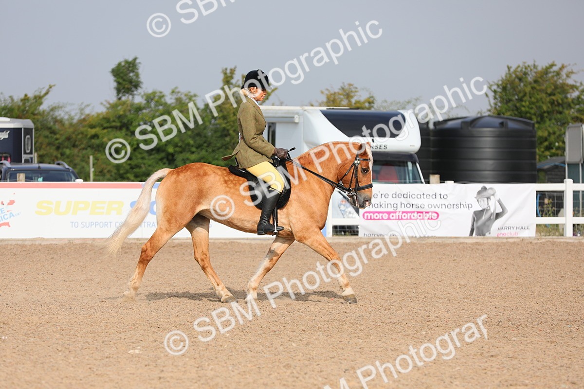 SBM_10664 - Class 303 Ridden Pure Bred Horse/Pony (excl M&M)