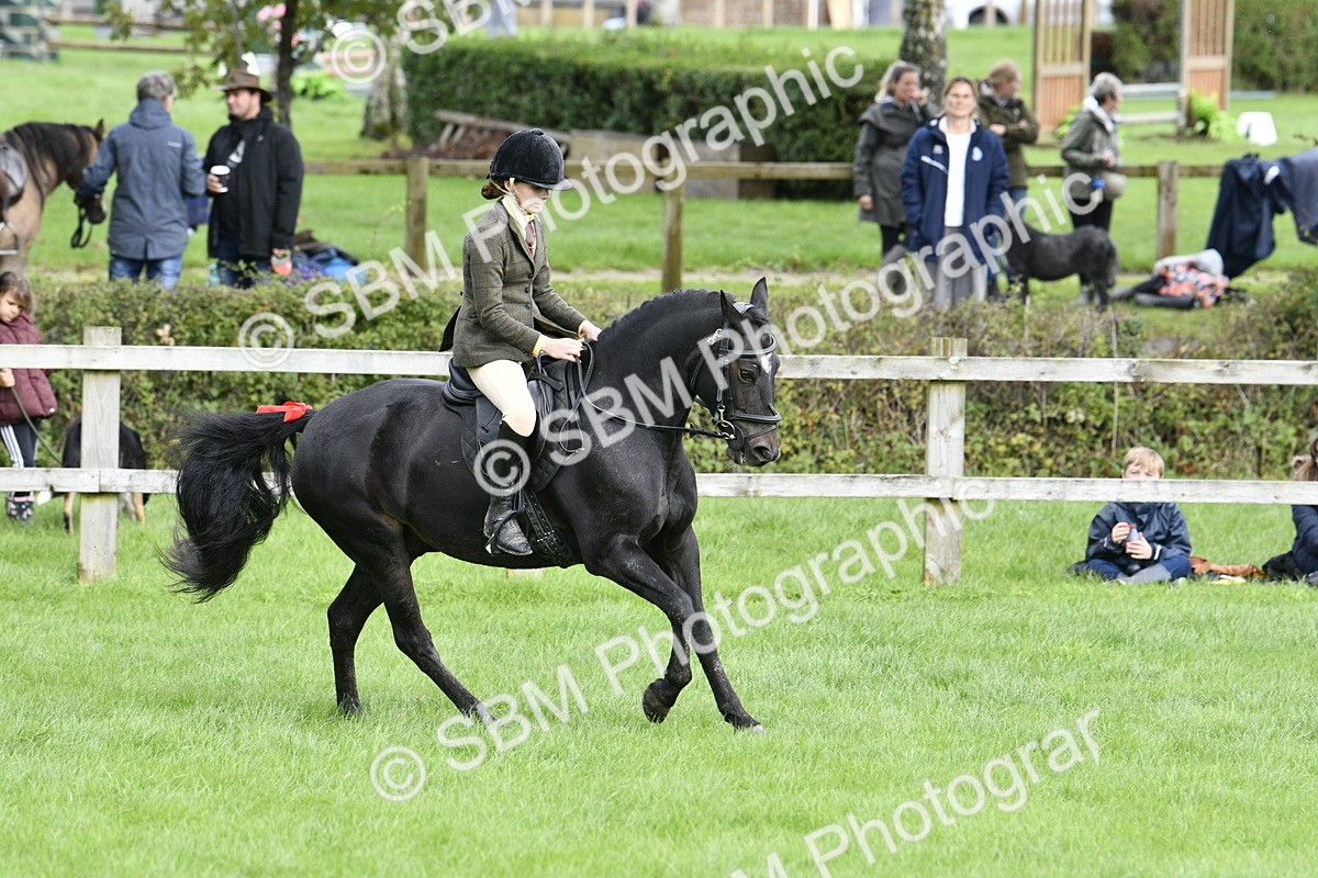 SBM_41592 - S32 - Mountain & Moorland Working Hunter Pony