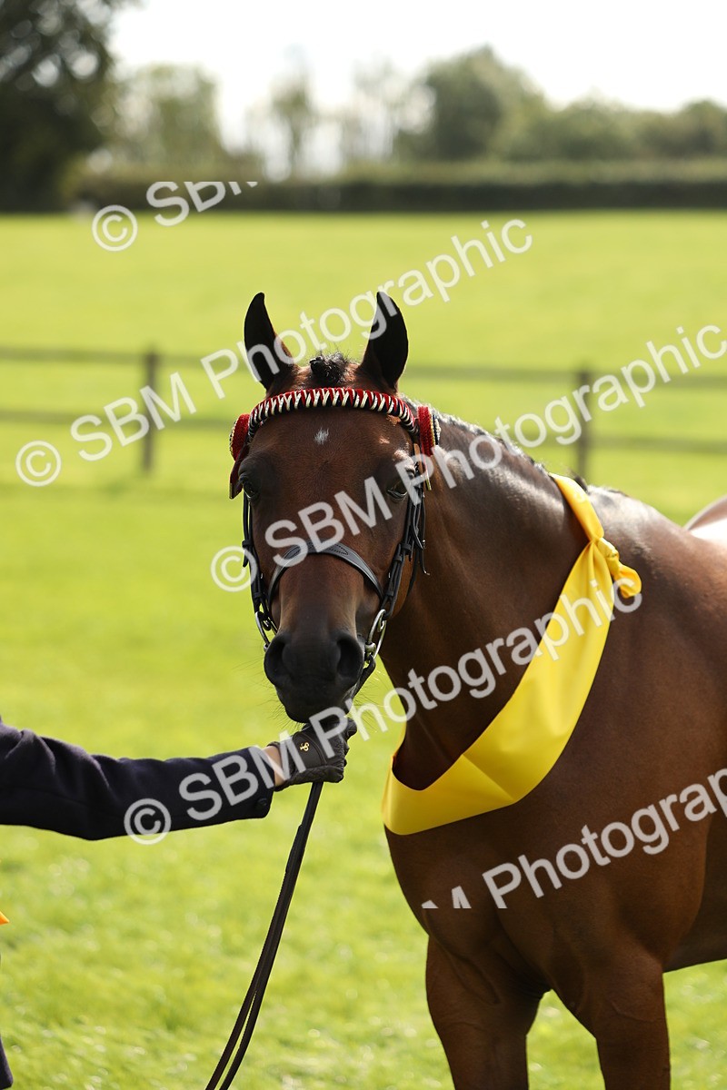 SBM_66331 - In Hand Pony & Youngstock Supreme Championship