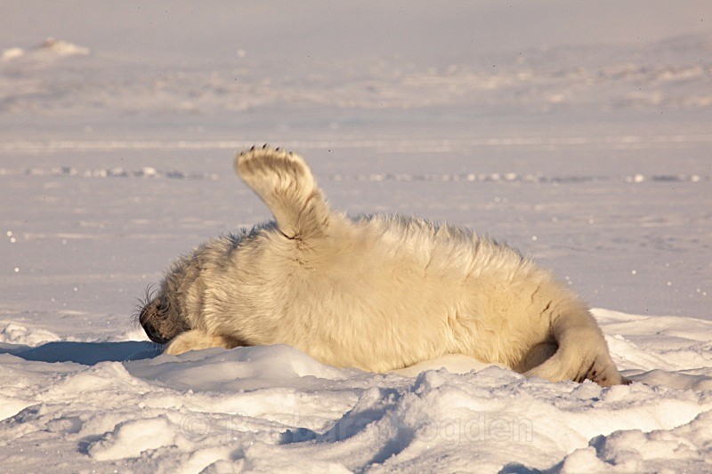 Strech in the sun 1102 - First 6 weeks of a seal pup's life