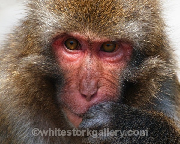 I'm Thinking - Japenese Monkey - Wildlife and Animals