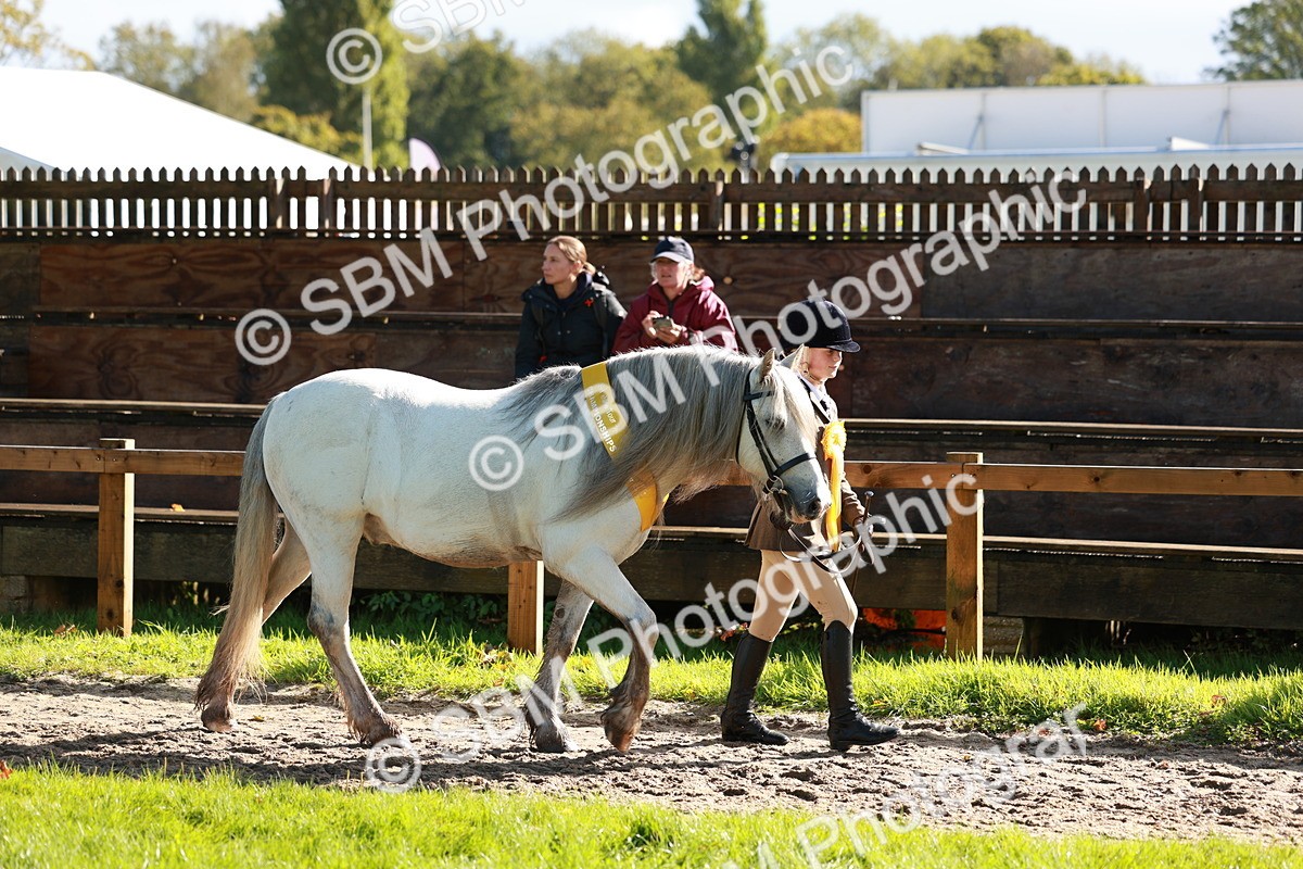 SBM_42082 - S32 - Mountain & Moorland Working Hunter Pony