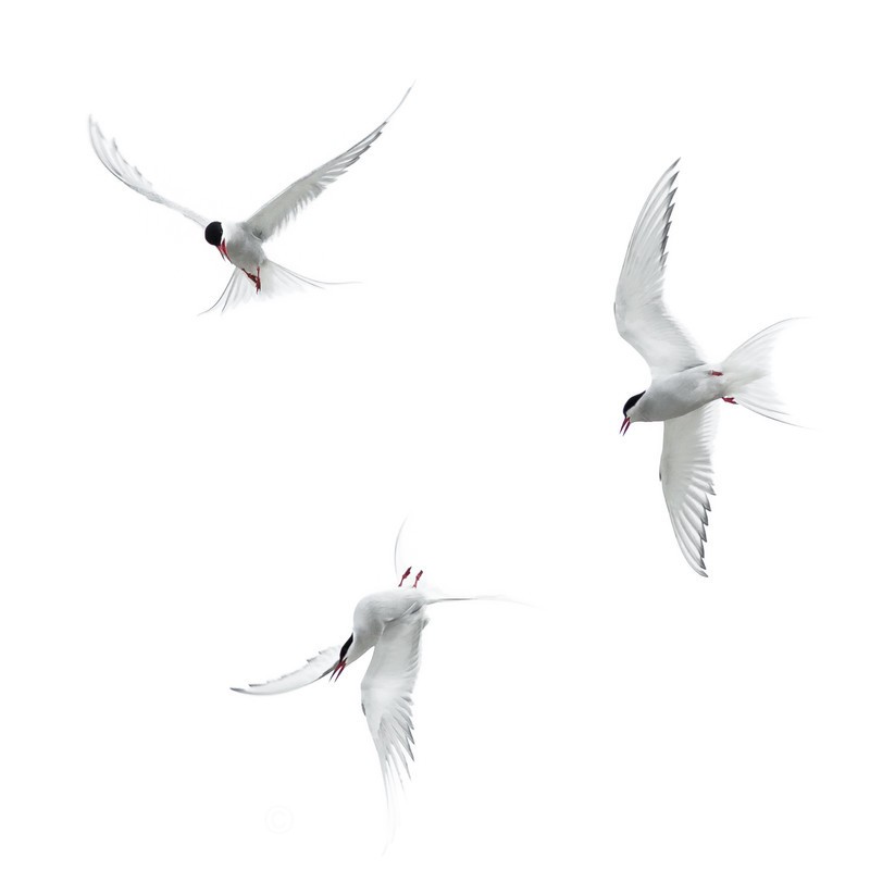 Arctic Terns - Gulls and Terns