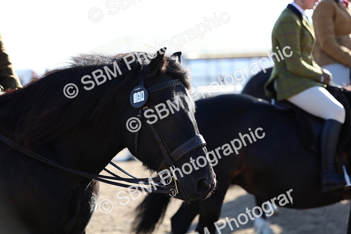 SBM_08826 - Class 302 - Ridden M&M - Large Breeds