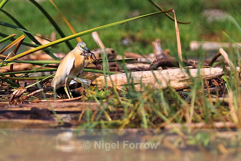 Squacco Heron with frog on the edge of Lake Baringo - Squacco Heron