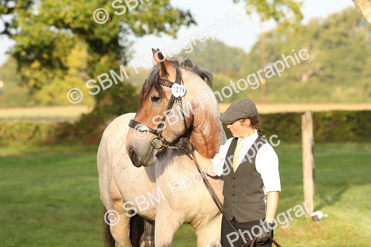 SBM_54452 - S51 - Foreign Breeds In Hand