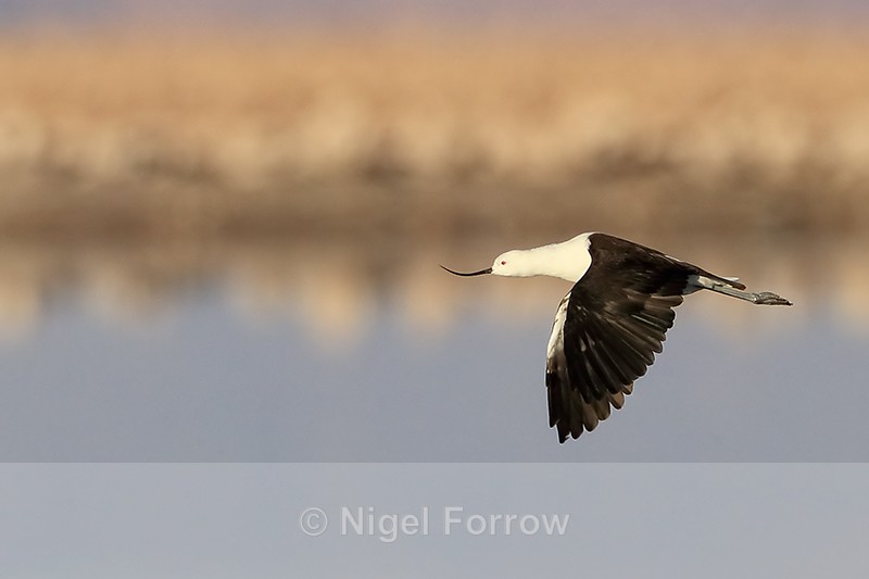 Andean Avocet in flight, Chaxa, Chile - Andean Avocet