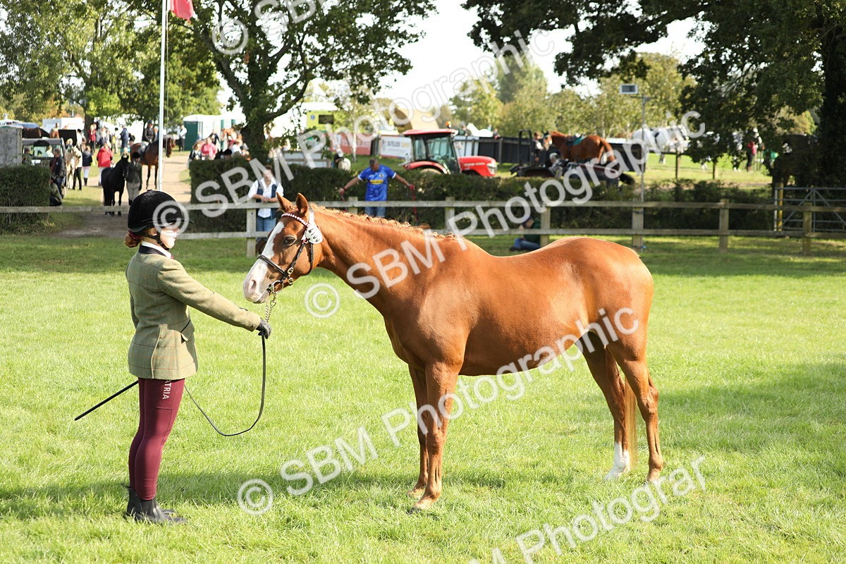 SBM_61044 - S44 - Part Bred Pony In hand
