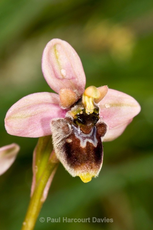 Hybrid between sawfly and bumble-bee orchids (Ophrys tenthredinifera x O.bombyliflora = O. x sommieri) - Orchids - Ophrys