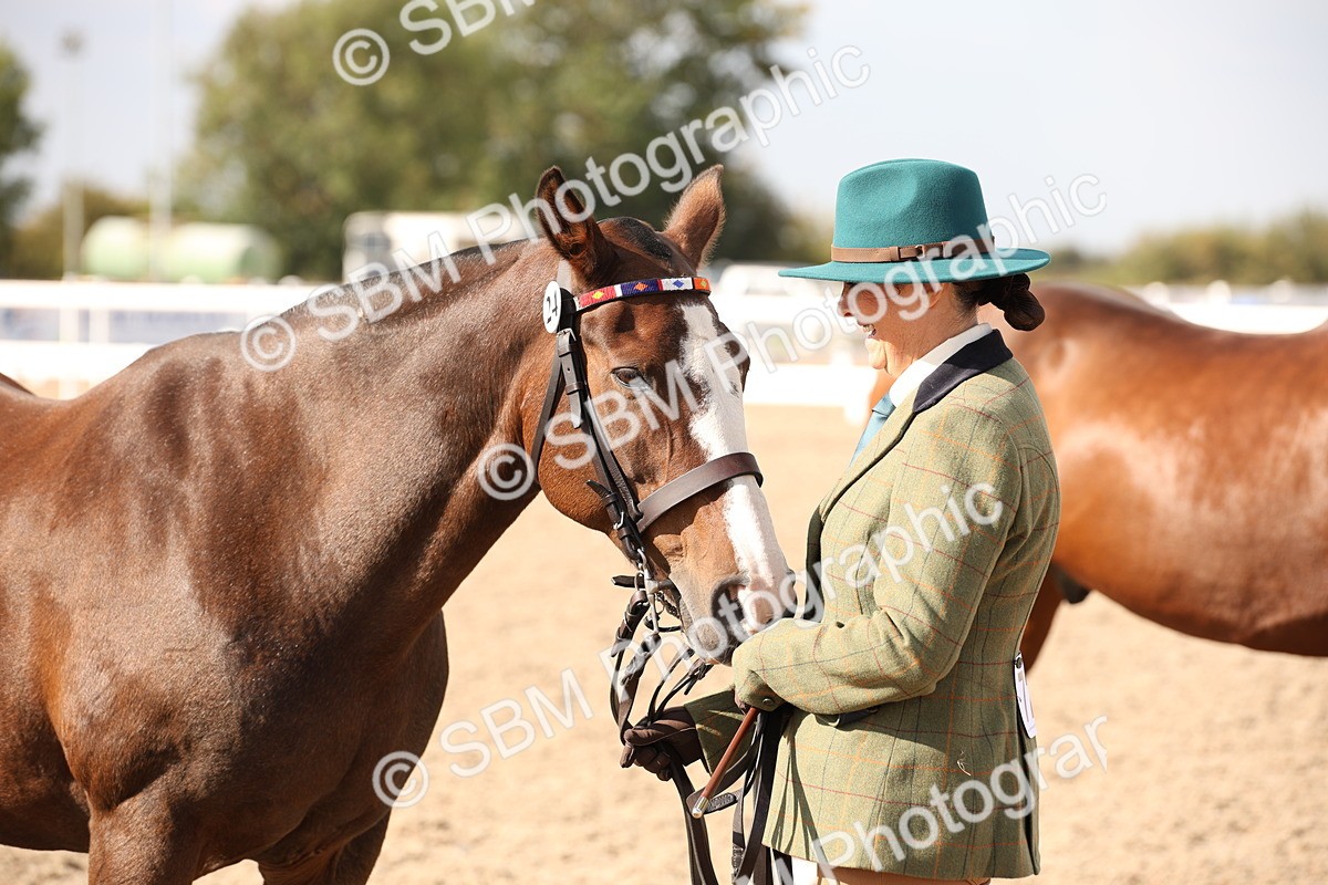 SBM_07431 - Class 26 IH Foreign Breeds -Part bred