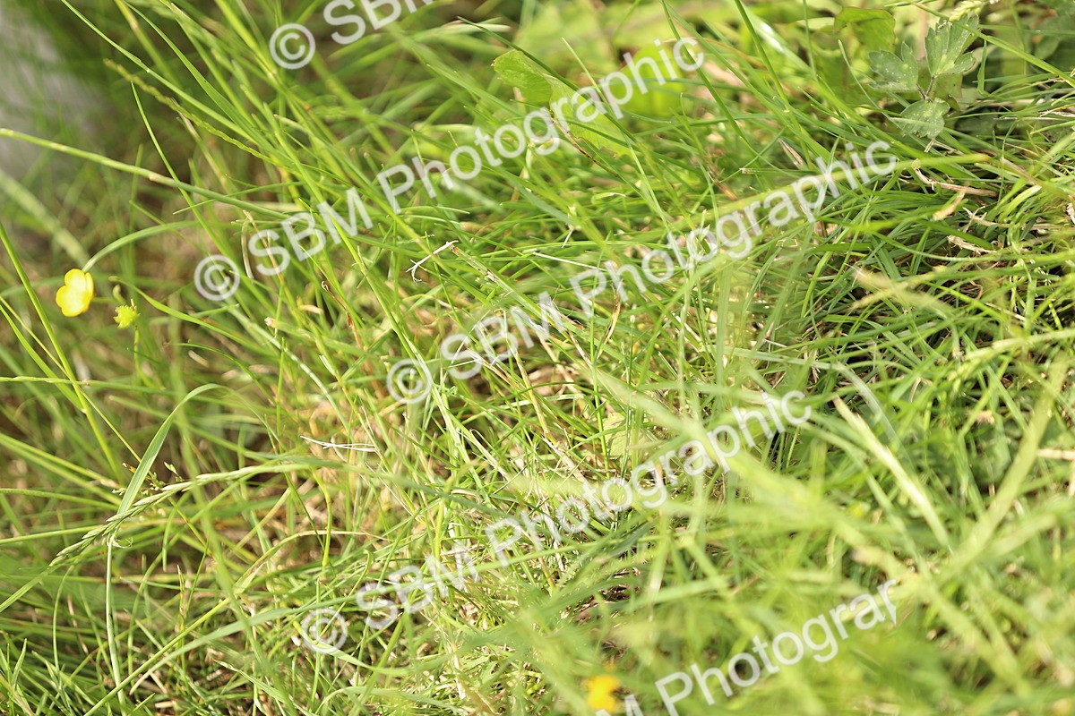 SBM_000991 - Class 4 - Novice 5